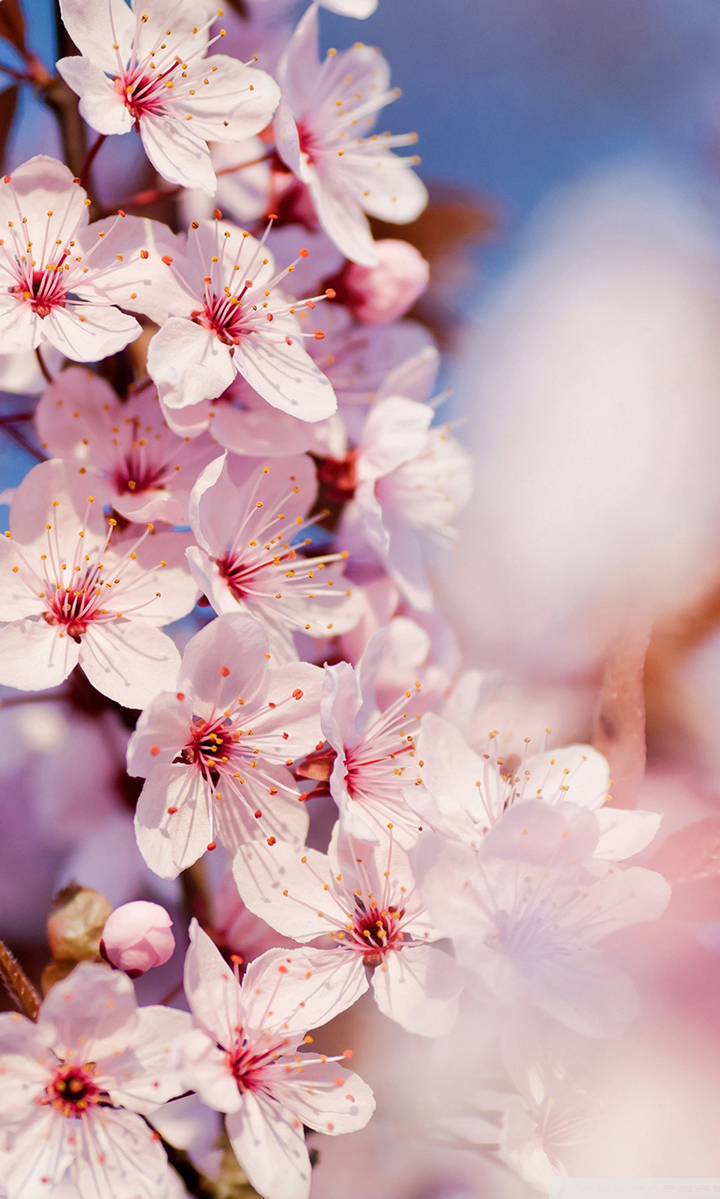 cherry_blossom_3-wallpaper-2048x1536