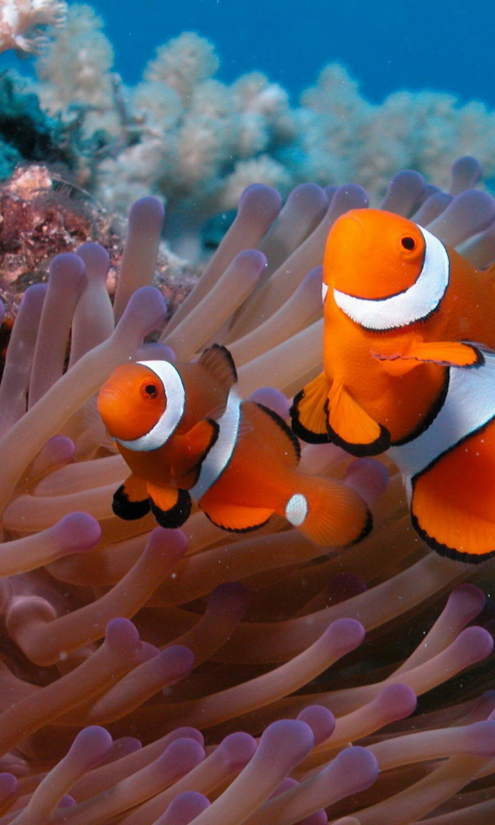 clownfish_and_sea_anemone-wallpaper-2048x1536