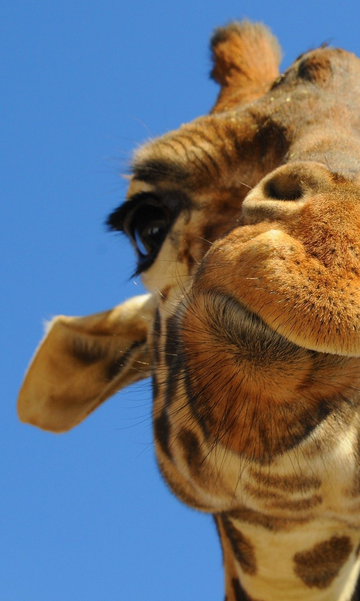 funny_giraffe-wallpaper-1600x1200