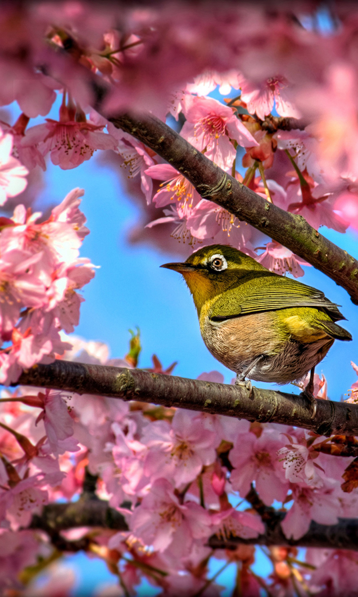 japanese_white_eye_hiding_in_sakura-wallpaper-2800x2100