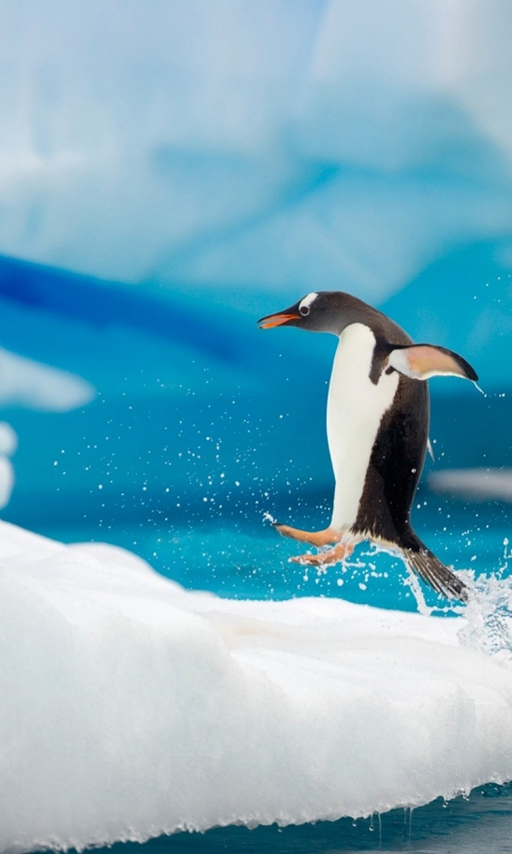 penguin_jumping-wallpaper-2048x1536
