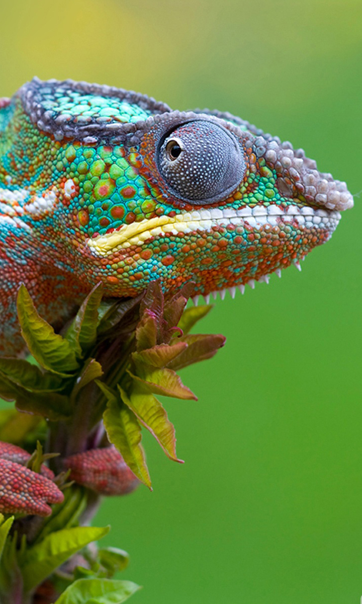 photoshoped_by_nature_2-wallpaper-1600x1200