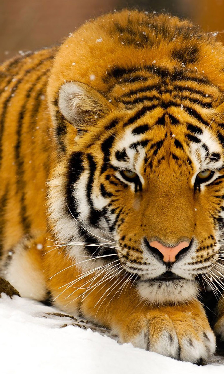 siberian_tiger_in_snow-wallpaper-1600x1200